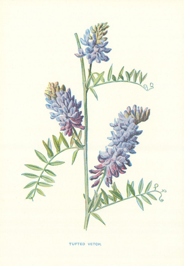Tufted Vetch. Wild Flowers by Frederick Edward Hulme c1895 old antique print